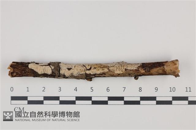 顯絲菌屬藏品圖，第1張