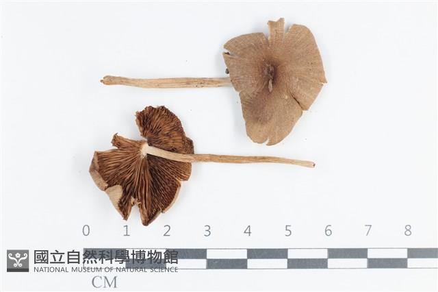 登錄號:F0038870藏品圖，第1張