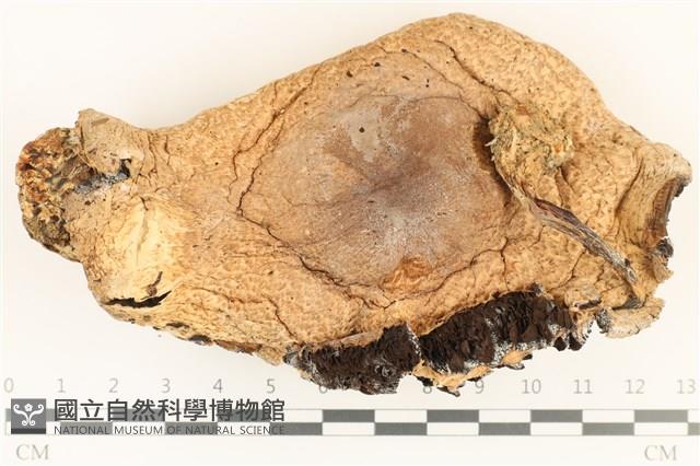 登錄號:F0036870藏品圖，第1張