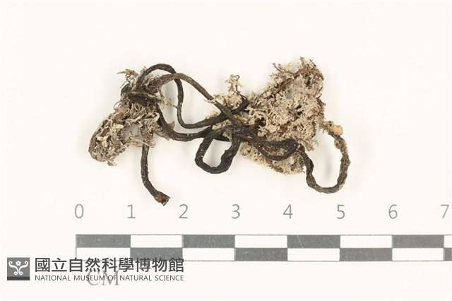 登錄號:F0037870藏品圖，第1張