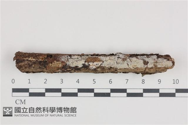 登錄號:F0035870藏品圖，第1張