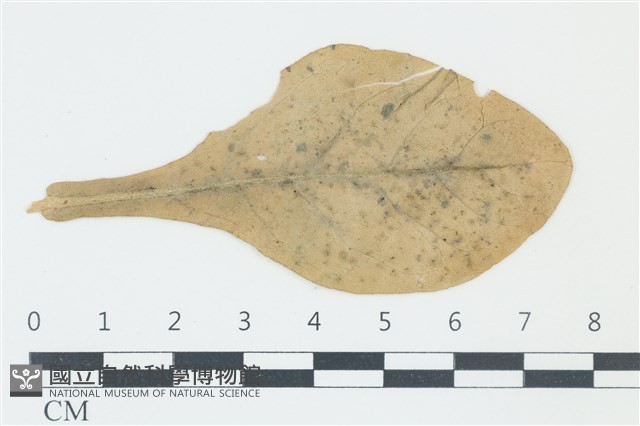 登錄號:F0038970藏品圖，第1張