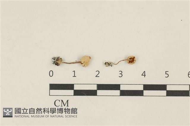 登錄號:F0036970藏品圖，第1張
