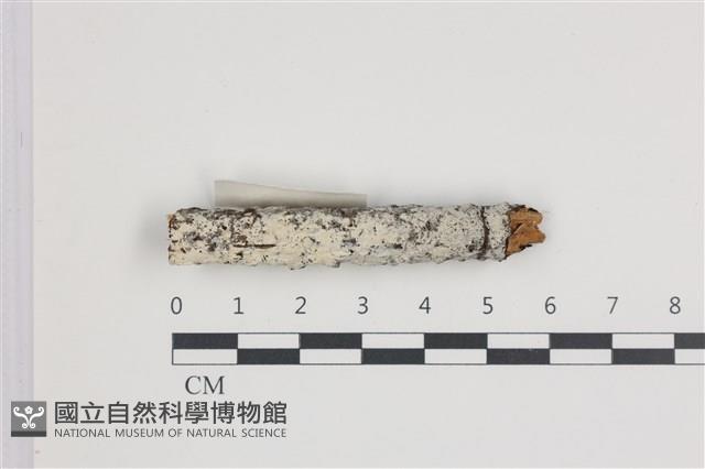 登錄號:F0035970藏品圖，第1張