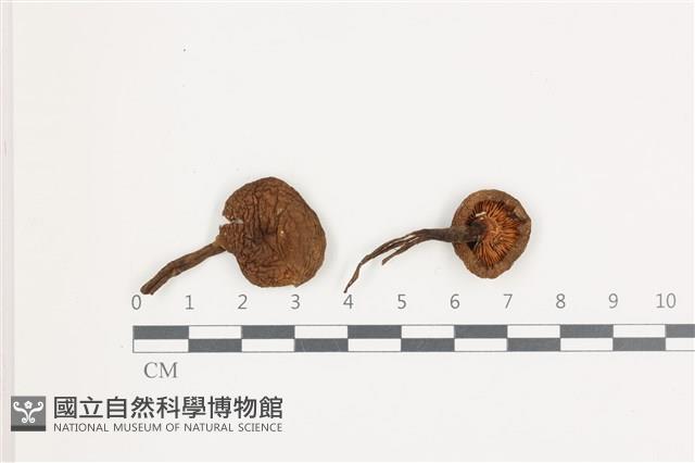 登錄號:F0036670藏品圖，第1張