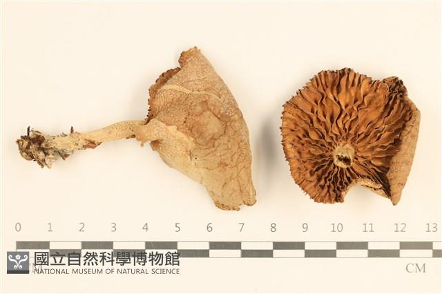 登錄號:F0037670藏品圖，第1張
