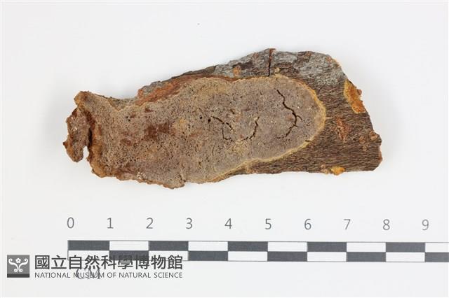 登錄號:F0035670藏品圖，第1張