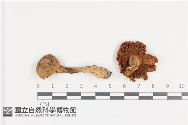 Accession Number:F0036470 Collection Image, Figure 1, Total 2 Figures