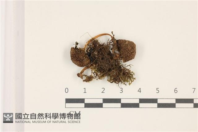 登錄號:F0037470藏品圖，第1張