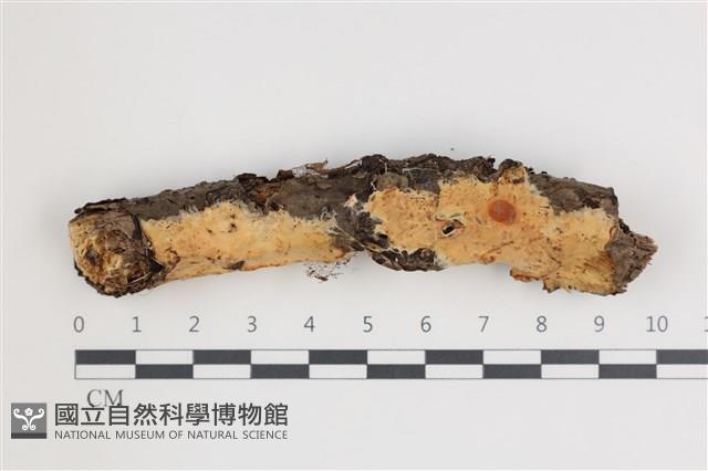 登錄號:F0035470藏品圖，第1張