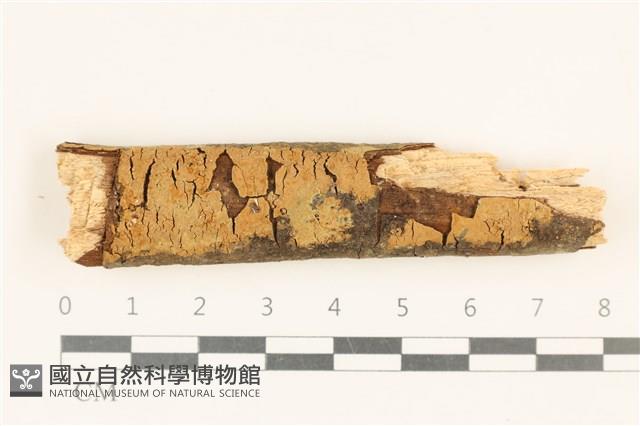 刺革菌屬藏品圖，第1張