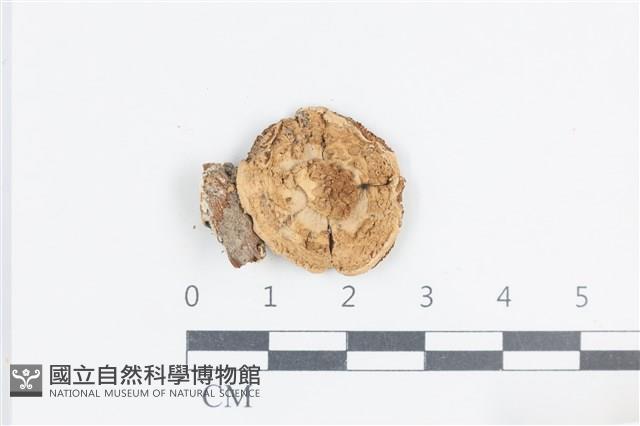 登錄號:F0038770藏品圖，第1張