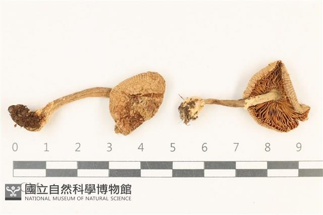 登錄號:F0037770藏品圖，第1張