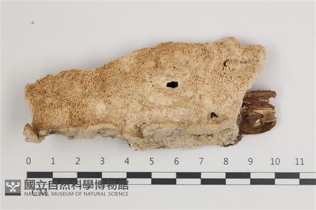 登錄號:F0035770藏品圖，第1張