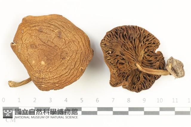 登錄號:F0038570藏品圖，第1張
