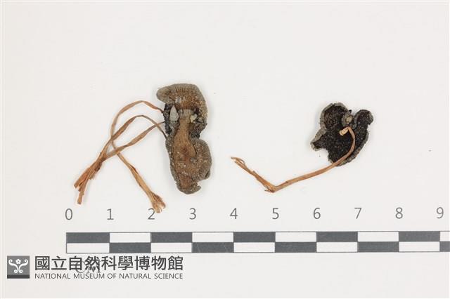 鬼傘屬藏品圖，第1張