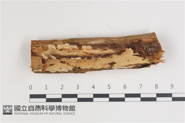 登錄號:F0035570藏品圖，第1張