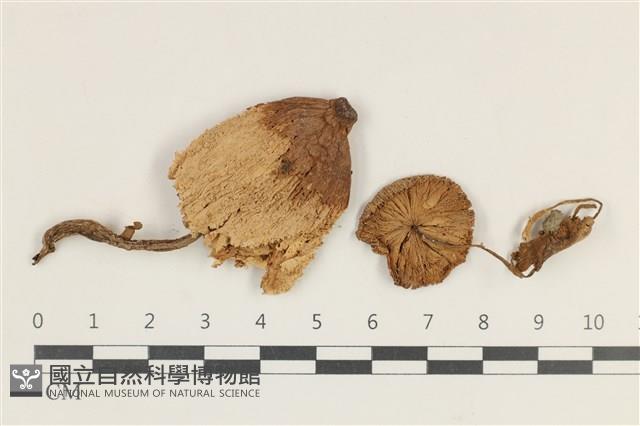 登錄號:F0038170藏品圖，第1張