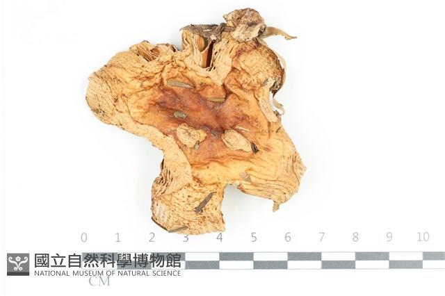 登錄號:F0036170藏品圖，第1張
