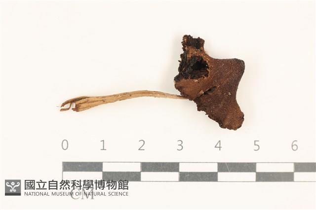 登錄號:F0037170藏品圖，第1張