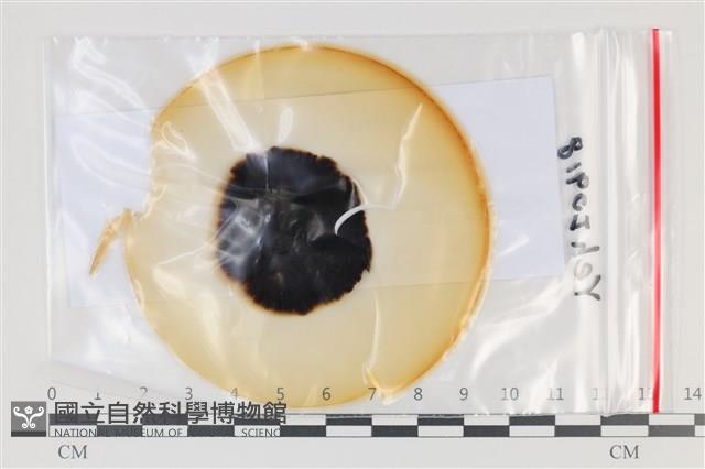 登錄號:F0035170藏品圖，第1張