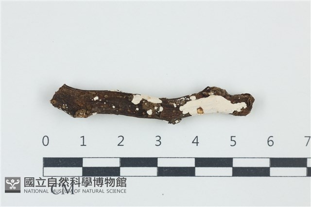 樹狀皮革菌屬藏品圖，第1張