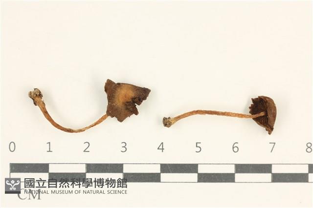 登錄號:F0038070藏品圖，第1張