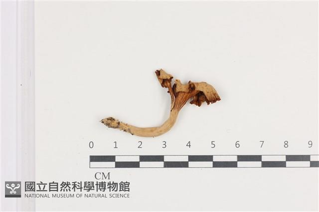 登錄號:F0036070藏品圖，第1張