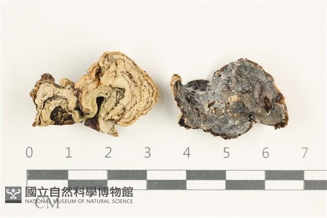 登錄號:F0038370藏品圖，第1張