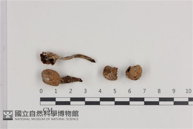 四孢蘑菇藏品圖，第1張
