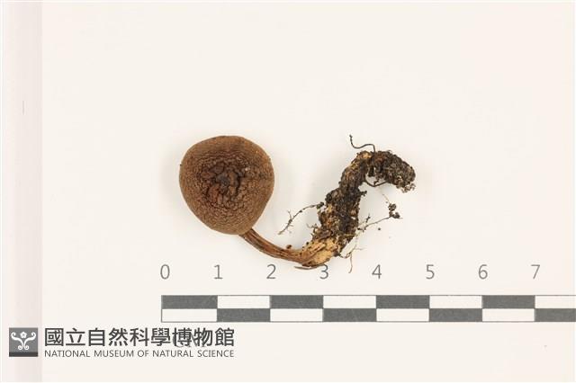 粉褶菌屬藏品圖，第1張