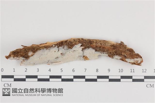 登錄號:F0036266藏品圖，第1張