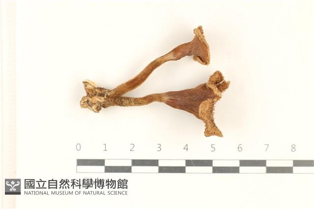 登錄號:F0037266藏品圖，第1張