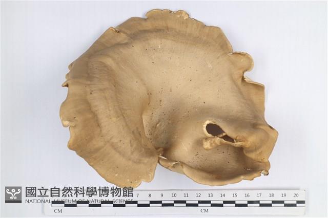 登錄號:F0038866藏品圖，第1張