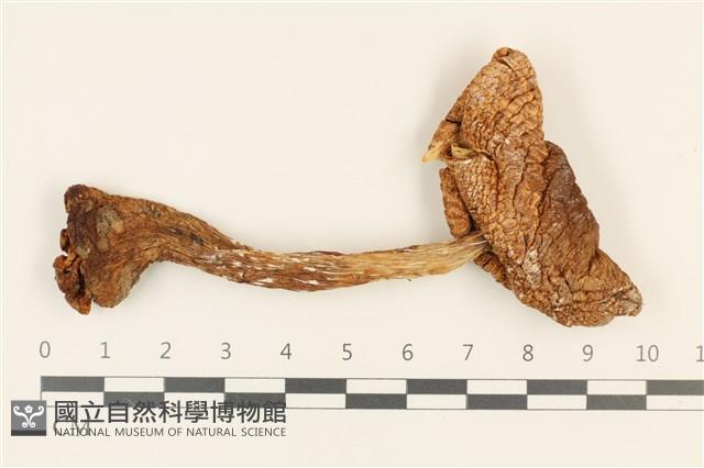 登錄號:F0036866藏品圖，第1張