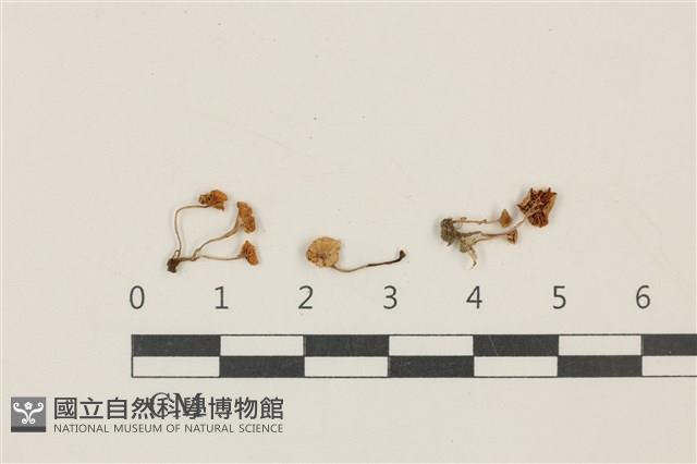 登錄號:F0037866藏品圖，第1張