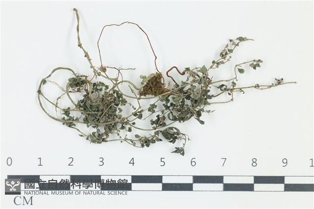 登錄號:F0038966藏品圖，第1張