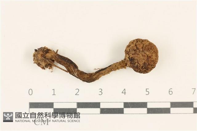 登錄號:F0036966藏品圖，第1張