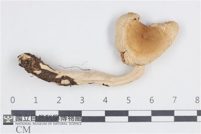 登錄號:F0038666藏品圖，第1張