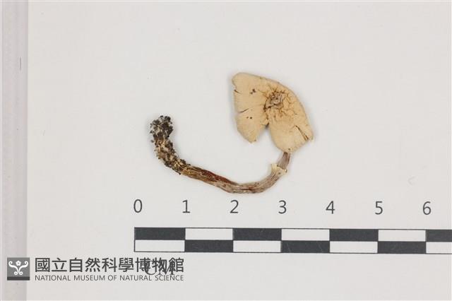 登錄號:F0036666藏品圖，第1張