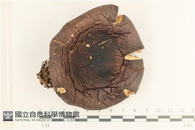 登錄號:F0037666藏品圖，第1張
