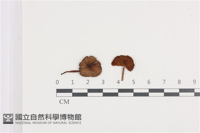 登錄號:F0036466藏品圖，第1張