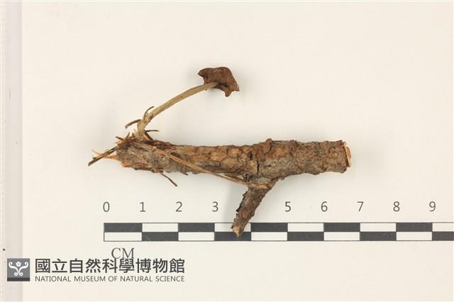 登錄號:F0037466藏品圖，第1張