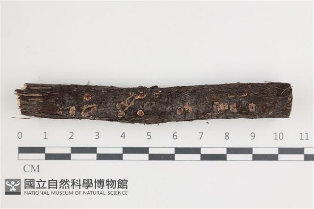 登錄號:F0035466藏品圖，第1張