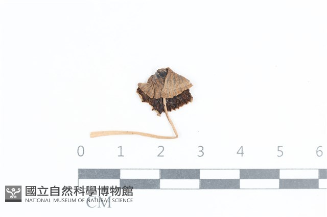 鬼傘屬藏品圖，第1張