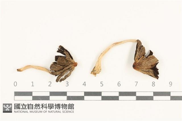 登錄號:F0036766藏品圖，第1張