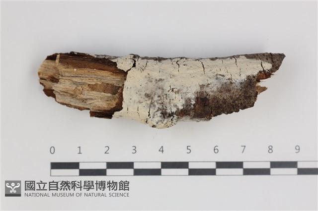 剛毛絲皮菌藏品圖，第1張