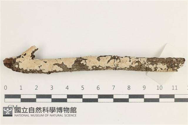 登錄號:F0038566藏品圖，第1張