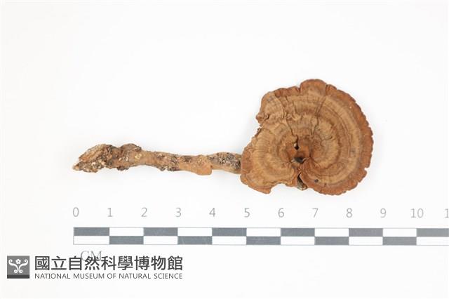假芝屬藏品圖，第1張
