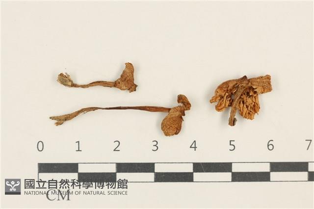 登錄號:F0037566藏品圖，第1張